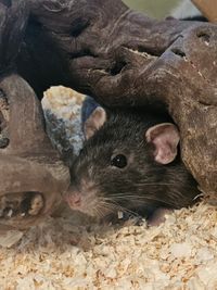 Ratten April 4